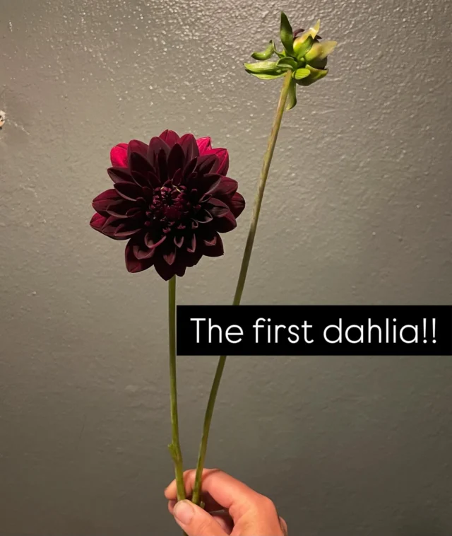 Instagram post 18114098506483158