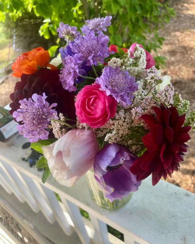 Last of the anemones + first of the dahlias